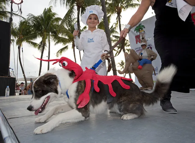 Mason Lark, 4, appears on stage in a chef's costume with his dog Buddy as the “Catch of the Day” during the Fantasy Fest Pet Masquerade in Key West, Florida, U.S. October 26, 2016. (Photo by Courtesy Rob O'Neal//ReutersFlorida Keys News Bureau)