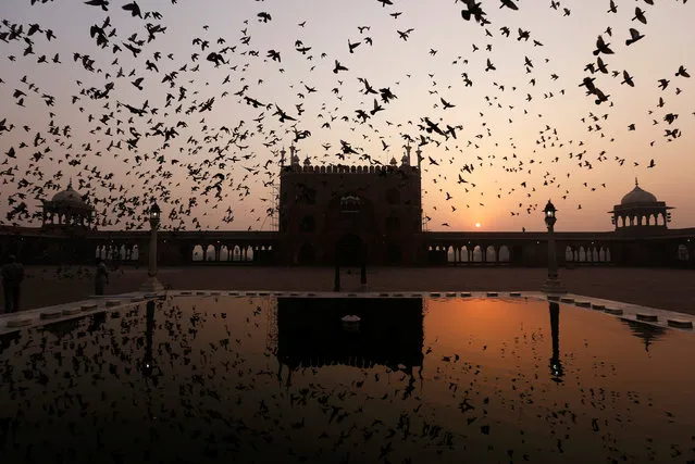 Birds fly over the corridor of the Jama Masjid at sunrise in New Delhi on October 27, 2016. (Photo by Money Sharma/AFP Photo)