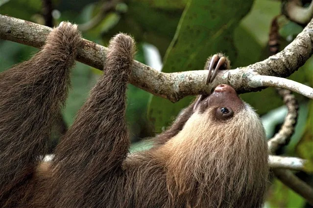 A sloth hangs from a tree branch at the Sloth Sanctuary and Rescue Shelter in Cahuita, Limon Province, Costa Rica, on March 10, 2023. The fur of the Costa Rican sloth can produce antibiotics that keep at bay pathogens tha could make the tropical animal sick. Now, scientists wonder whether they could apply this to humans. Max Chavarria, a researcher at the University of Costa Rica, found in the notoriously lazy mammals' fur a unique mix of insects, fungi, algae and bacteria creating a delicately balanced biome that keeps sickness away. (Photo by Ezequiel Becerra/AFP Photo)