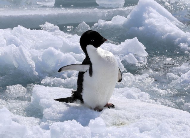 Adelie penguins approach the Antarctic research vessel Shirase, which has stopped in the fast ice zone, on December 21, 2025 near 69°S, 39°E in Antarctica. (Photo by The Asahi Shimbun via Getty Images)