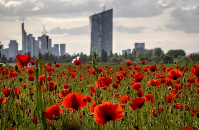Poppy flowers are in full blossom on a meadow near the European Central Bank, background right, in Frankfurt, Germany, Wednesday, May 24, 2023. (Photo by Michael Probst/AP Photo)