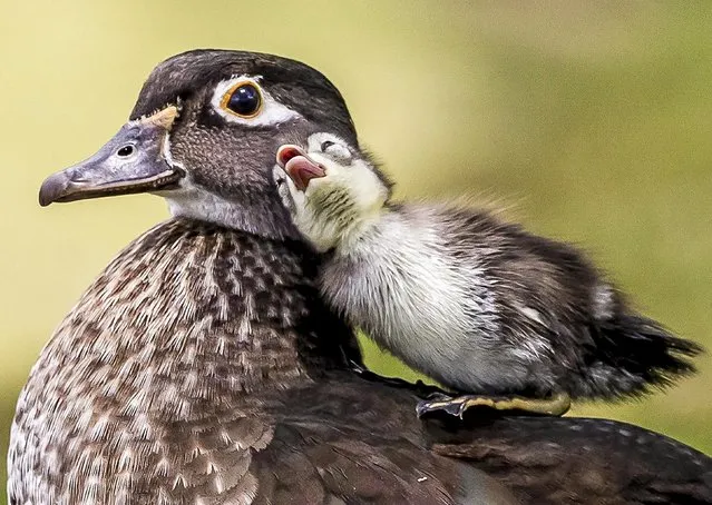 A newly hatched chick cuddles up to its mother at Santee Lakes near San Diego, California in May 2023. (Photo by Tammy Kokjohn/Solent News)