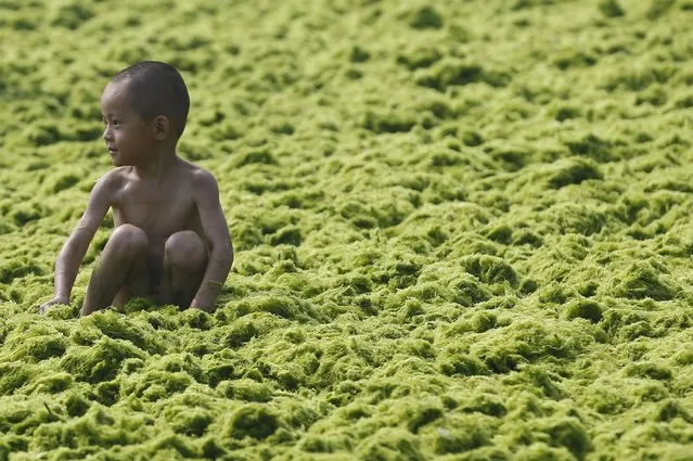 A child plays at a beach covered by a thick layer of green algae in Qingdao, China, on July 4, 2013. (Photo by China Foto Press)