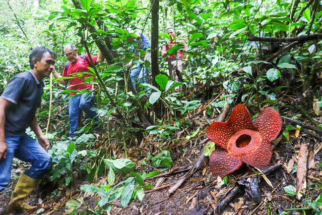 People walk near the Rafflesia Arnoldii flower, which holds the title for the largest individual flower in the world in terms of diameter, at Palupuah Forest of West Sumatra, Indonesia on January 22, 2025. The flower is considered an endangered species due to habitat destruction and deforestation. (Photo by Adi Prima/Anadolu via Getty Images)