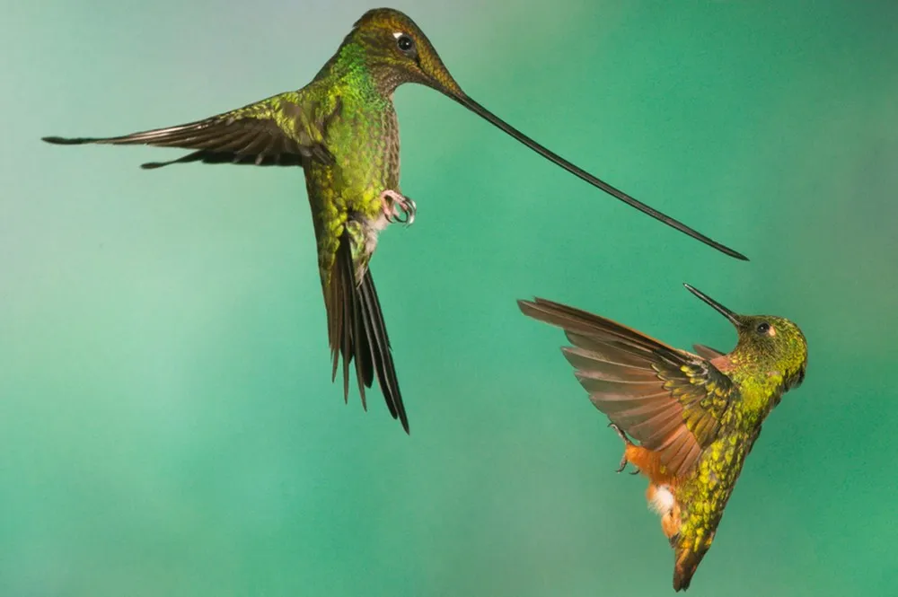 The Week in Pictures: Animals, July 12 – July 19, 2013