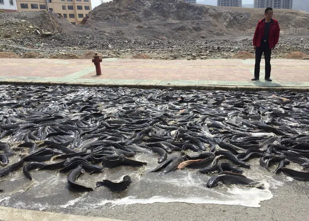 A man looks at catfish on the street after a truck carrying 14,991 lbs (6800 kgs) of catfish opened by accident in Kaili, Guizhou province March 18, 2015. (Photo by Reuters/Stringer)