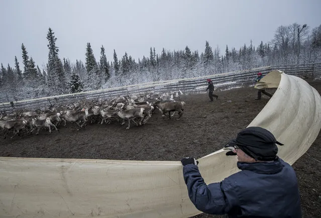 Sami people from the Vilhelmina Norra Sameby, gather their reindeers herd in a corral for selection and calf labelling on October 27, 2016 near the village of Dikanaess, about 800 kilometers north-west of the capital Sweden. (Photo by Jonathan Nackstrand/AFP Photo)