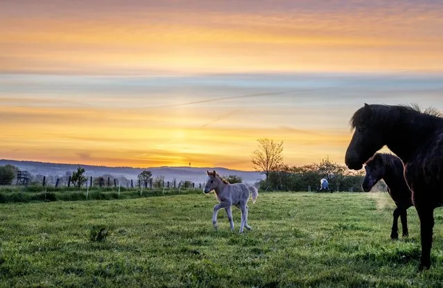 A three-day-old Icelandic foal, centre, walks on a meadow at a stud farm in Wehrheim near Frankfurt, Germany, before sunrise on Thursday, May 4, 2023. (Photo by Michael Probst/AP Photo)
