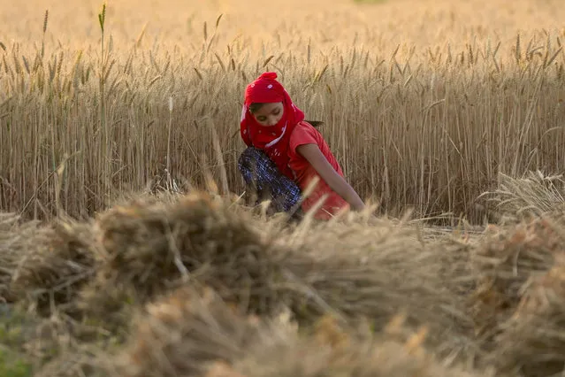 A girl harvests wheat crop in a field on the outskirts of Faridabad on April 4, 2021. (Photo by Money Sharma/AFP Photo)