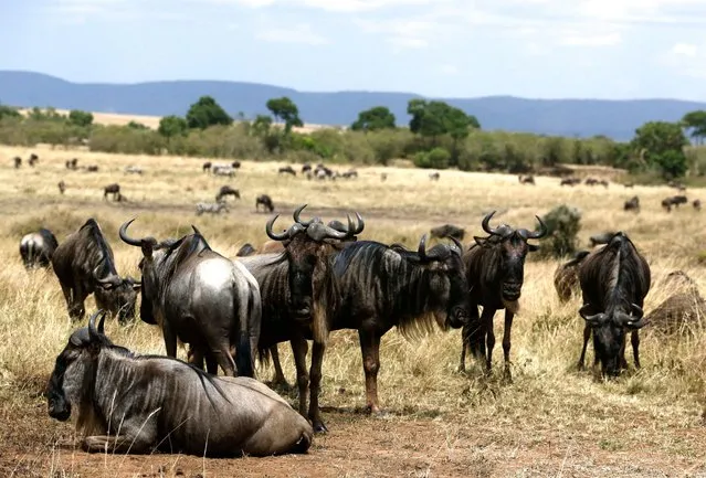 Wildebeests (Connochaetes taurinus) are seen during their migration to the greener pastures, between the Maasai Mara game reserve and the open plains of the Serengeti, southwest of Nairobi, in the Maasai Mara game reserve, in Narok County, Kenya on August 22, 2023. (Photo by Thomas Mukoya/Reuters)