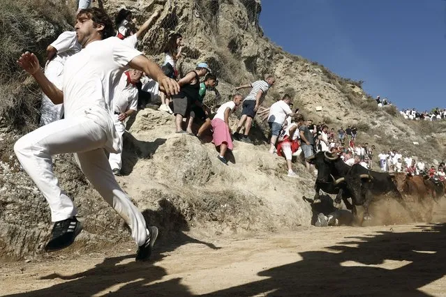 A participant runs from the bulls during the Pilon running of the bulls on the hill in Falces, Navarra, Spain, 20 August 2023. The bull run is held at “Pilon de Falces”, a 800m downhill mountain trail with a rock wall on one of the sides of the path and a cliff on the other. (Photo by Jesus Diges/EPA)
