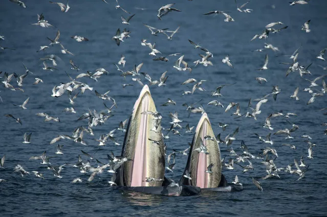 This picture taken on November 20, 2016 shows a mother Bryde' s whale (L) and her calf feeding on anchovies in the Gulf of Thailand, off the coast of Samut Sakhon province It's a rare glimpse of marine life in its natural habitat, in a kingdom overrun with mass tourist attractions such as aquariums and dolphin shows. Once a dream for scuba divers, many of Thailand's coral reefs have been dulled by pollution, over- fishing and increased boat traffic, as well as over- enthusiastic swimmers. (Photo by Lillian Suwanrumpha/AFP Photo)