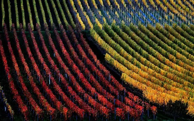Vineyards are autumnally colored near Marktbreit, Germany, October 30, 2013. (Photo by Karl-Josef Hildenbrand/DPA)