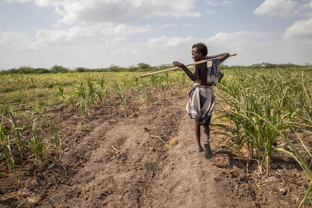 In this photo taken on Tuesday, January 26, 2016, A young Afar boy walks through failed crops and farmland in Magenta area of Afar, Ethiopia. Morbid thoughts linger on people's minds in the area. The crops have failed and farm animals have been dying amid severe drought that has left Ethiopia appealing for international help to feed its people. (Photo by Mulugeta Ayene/AP Photo)