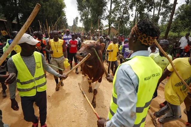 A crowd of spectators escort a bull to a bullfighting ground in Kabaras, Kakamega county Kenya Friday, October 20, 2023. (Photo by Brian Inganga/AP Photo)