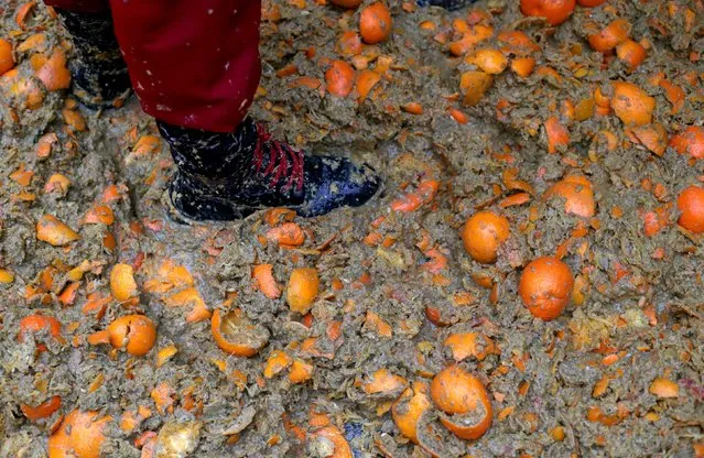 A member of a rival team stands in the middle of the square covered with oranges during an annual carnival battle in the northern Italian town of Ivrea February 7, 2016. (Photo by Stefano Rellandini/Reuters)