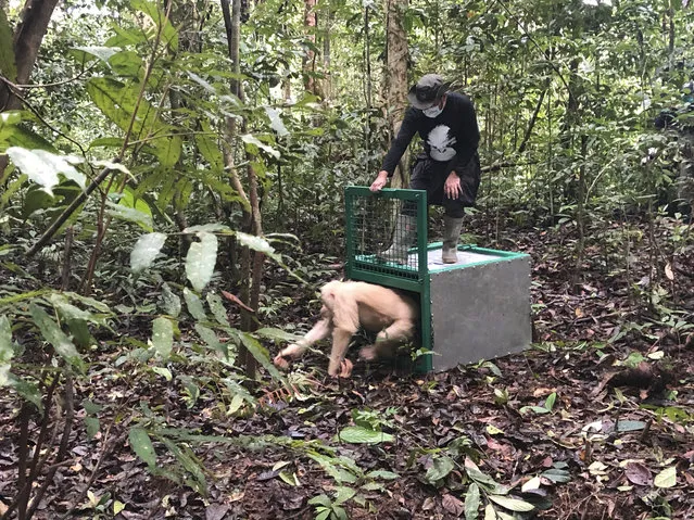 In this Wednesday, December 19, 2018, photo, Alba, an albino orangutan, is released by a conservationist of the Borneo Orangutan Survival Foundation inside Bukit Baka Bukit Raya National Park in Central Kalimantan, Indonesia. The world’s only known albino orangutan climbed trees, foraged for food and began building a nest after being released into a remote Borneo jungle more than a year after conservation officials found her starving and dehydrated in an Indonesian village. (Photo by Andi Jatmiko/AP Photo)