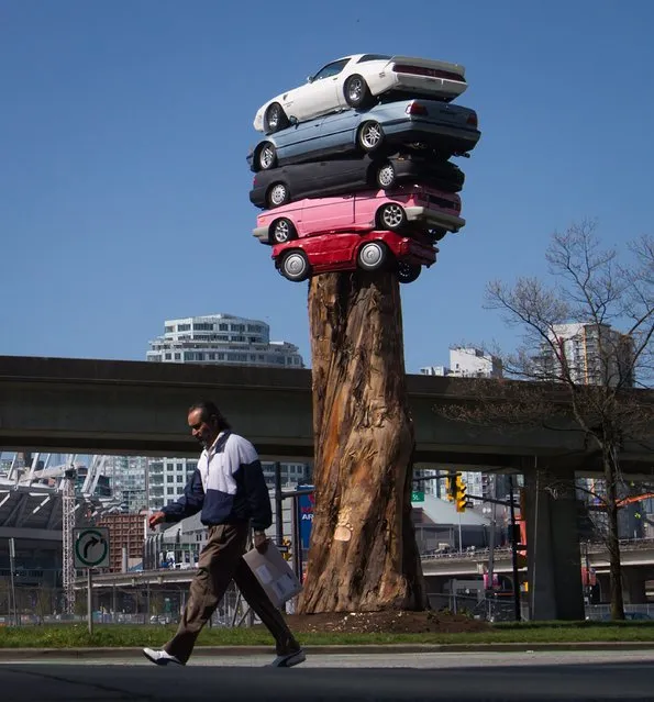 A man walks past five cars stacked atop of an old-growth cedar, public artwork by North Vancouver artist Marcus Bowcott entitled “Trans Am Totem”, in Vancouver, British Columbia, Wednesday, April 8, 2015. (Photo by Darryl Dyck/AP Photo/The Canadian Press)