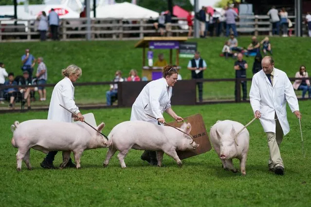 Pigs are led around the judging arena on the first day of the 162nd Great Yorkshire Show at the Harrogate Show Ground on July 13, 2021 in Harrogate, England. The Great Yorkshire Show, one of the country's largest agricultural events, was cancelled last year due to the Covid-19 pandemic. The Great Yorkshire Show is held this year over four days, running from Tuesday 13 to Friday 16 July. This year capacity has been limited to a maximum of 26,000 people a day to minimise any potential crowding and to ensure social distancing can be maintained throughout the site. The Great Yorkshire Show is England’s premier agricultural event and is organised by the Yorkshire Agricultural Society. (Photo by Ian Forsyth/Getty Images)