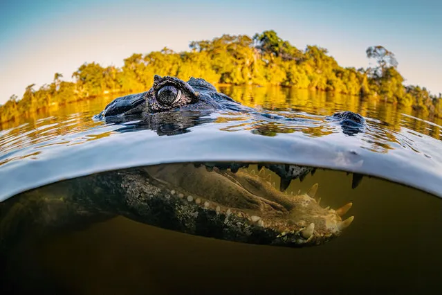 A caiman in the Pantanal region of Brazil in 2021. They are used to seeing humans, allowing the photographer, Leighton Lum, a close-up shot. (Photo by Leighton Lum/Caters News Agency)