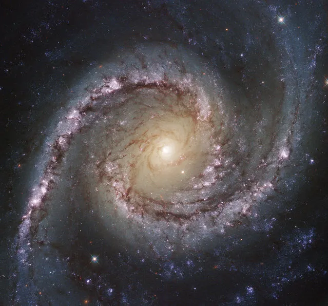 NGC 1566, a galaxy located about 40 million light-years away in the constellation of Dorado. According to NASA, the NGC 1566 is an intermediate spiral galaxy. That means while the NGC 1566 does not have a well defined bar-shaped region of stars at its center, like barred spirals, it is not quite an unbarred spiral either. The small but extremely bright nucleus of the NGC 1566 is clearly visible in this image, a telltale sign of its membership of the Seyfert class of galaxies. (Photo by Reuters/NASA/ESA/Hubble)