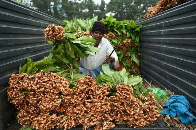 A vendor sorts turmeric at a wholesale market in Chennai on January 13, 2024, ahead of the Hindu harvest festival of “Pongal”. (Photo by R. Satish Babu/AFP Photo)