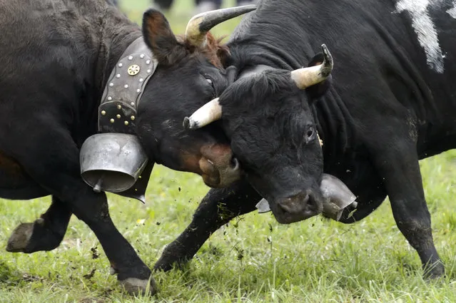 Two cows fight during the traditional “Combats de Reines” (“Battle of the Queens”), a cow fight in Yens, western Switzerland, Sunday, April 19, 2015. During the combat, the cows simply push forehead against forehead. They also use their horns in different ways.  (Photo by Laurent Gillieron/Keystone via AP Photo)