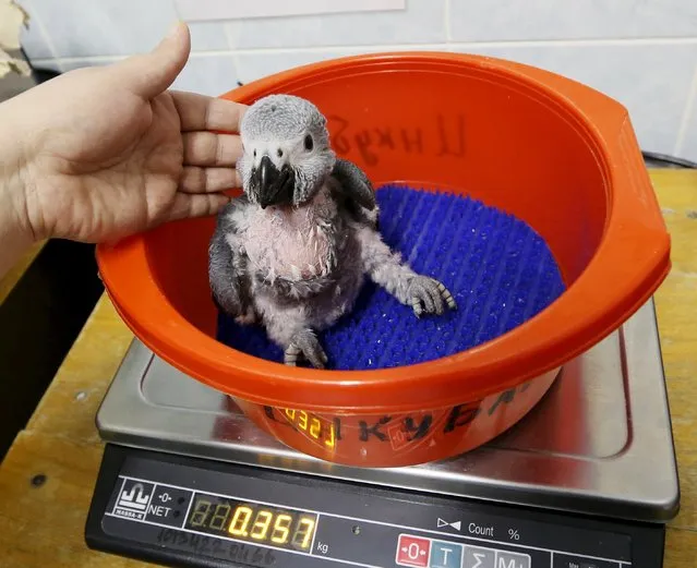 An employee weights a one-month-old African grey parrot before its feeding at the Royev Ruchey zoo in a surburb of Krasnoyarsk, Siberia, Russia, March 11, 2016. (Photo by Ilya Naymushin/Reuters)