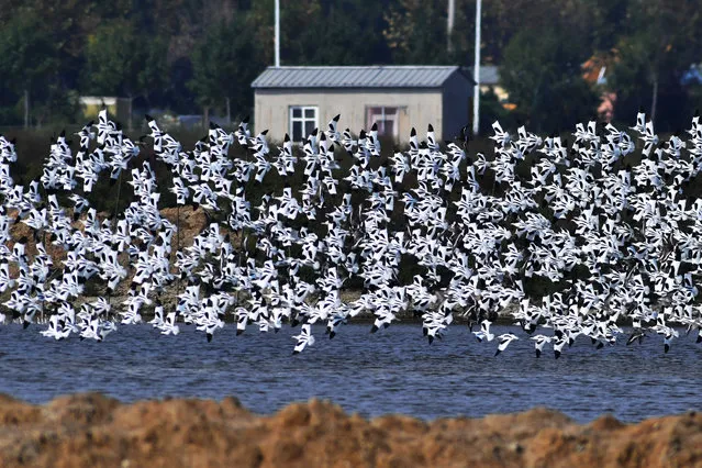 On October 14, 2021, with the arrival of the migratory bird migration season, flocks of anti-billed sandpipers flew to the breeding area of Hetao Street, Chengyang District, Qingdao City, Shandong Province to eat and replenish their physical fitness, drawing a new beautiful ecological picture for coastal fishing villages. (Photo by Sipa Asia/Rex Features/Shutterstock)