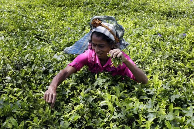 A picture made available on 17 March 2016 shows Balasingham Prameela , 38 years, plucking tea leafs  an estate at Hatton 127 kms from Colombo, Sri Lanka 12 March 2016. History says that south Indian Tamils were brought to the island as laborers by the British who ruled the Island completely for about 150 years till independence was granted in 1948. This Indian origin minority Tamil population has swelled up to 800,000 with the majority still living and working in tea and rubber estates in the Central part of the Island. (Photo by M.A.Pushpa Kumara/EPA)