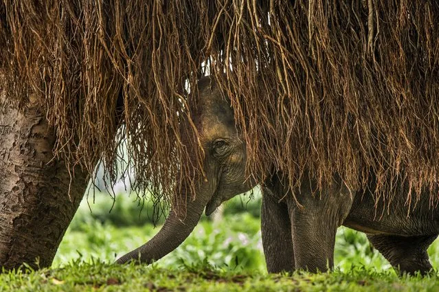 A young elephant hides under a banyan tree in Bogura, Bangladesh, March 2024. (Photo by Abdul Momin/Solent news)