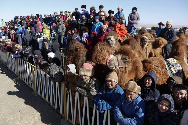 People crowd to watch a camel parade during “Temeenii bayar”, the Camel Festival, in Dalanzadgad, Umnugobi aimag, Mongolia, March 6, 2016. (Photo by B. Rentsendorj/Reuters)