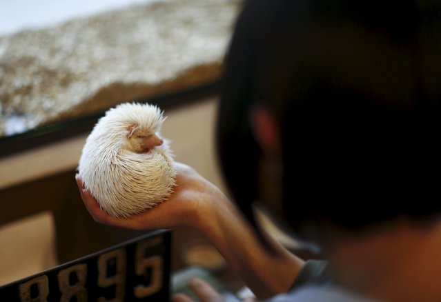 A woman holds a hedgehog at the Harry hedgehog cafe in Tokyo, Japan, April 5, 2016. (Photo by Thomas Peter/Reuters)