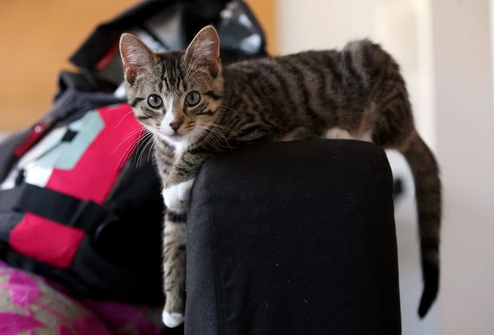 Kitten Who Likes to Travel in a Backpack