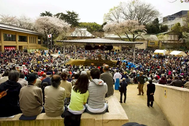 People watch the “Honozumo” ceremonial sumo tournament at the Yasukuni Shrine in Tokyo April 3, 2015. (Photo by Thomas Peter/Reuters)