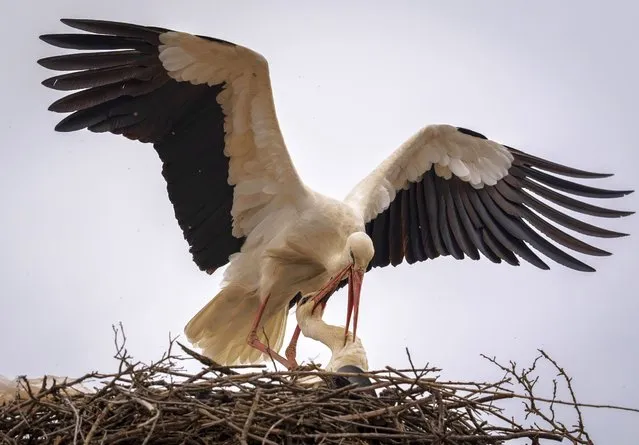 Storks are seen in their nest as storks, the harbinger of spring, begin to return to their nests with the warming of the weather in Ankara, Turkiye on March 27, 2024. Storks, which come from North Africa and the Middle East to Ankara's Kizilcahamam, Baypazari and Nallihan districts to spend the incubation period, live in these regions until the fall. (Photo by Emin Sansar/Anadolu via Getty Images)