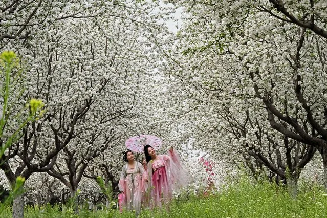 People walk under crabapple blossoms in Handan? in northern China's Hebei province on April 8, 2024. (Photo by AFP Photo/China Stringer Network)