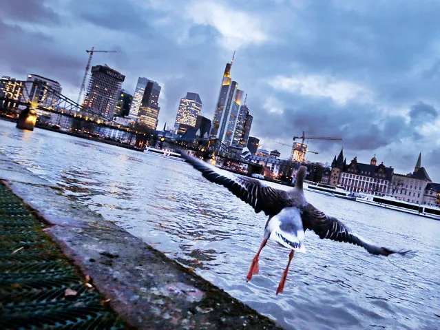 A goose starts for a flight over the river Main with the buildings of the banking district in background in Frankfurt, Germany, Tuesday evening, February 28, 2017. (Photo by Michael Probst/AP Photo)