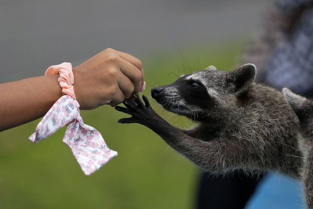 A woman feeds a wild raccoon in Panama City, Friday, April 26, 2024. (Photo by Matias Delacroix/AP Photo)