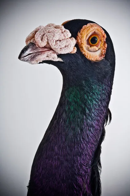 English Carrier. Darwin’s Pigeons series. (Photo by Photo by Richard Bailey/Caters News)