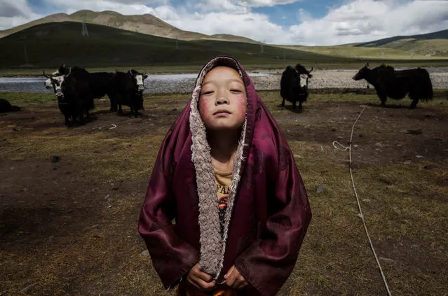 Professional people category winner. Nomadic Life Threatened on the Tibetan Plateau, by Kevin Frayer, Canada. A young Tibetan Buddhist novice monk stands with his yak herd at the family’s nomadic summer grazing area on the Tibetan Plateau in Yushu County, Qinghai, China. (Photo by Kevin Frayer/Getty Images)