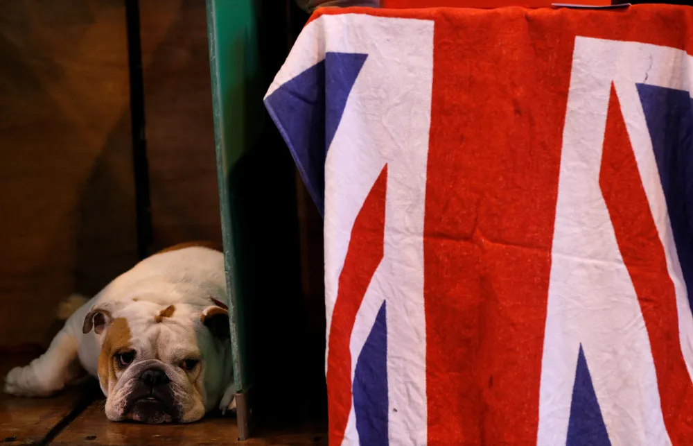 Britain's Next Top Dog