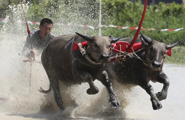 A Thai farmer controlling a pair of buffaloes competes in the flooded field during the annual Wooden Plow Buffalo Race in Chonburi Province, southeast of Bangkok, Thailand, Saturday, July 13, 2019.  (Photo by Sakchai Lalit/AP Photo)