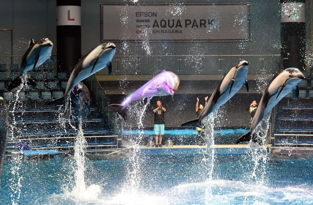 Epson Aqua Park Shinagawa Aquarium's Re-opening in Tokyo
