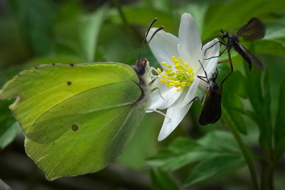 Some Photos: Insects