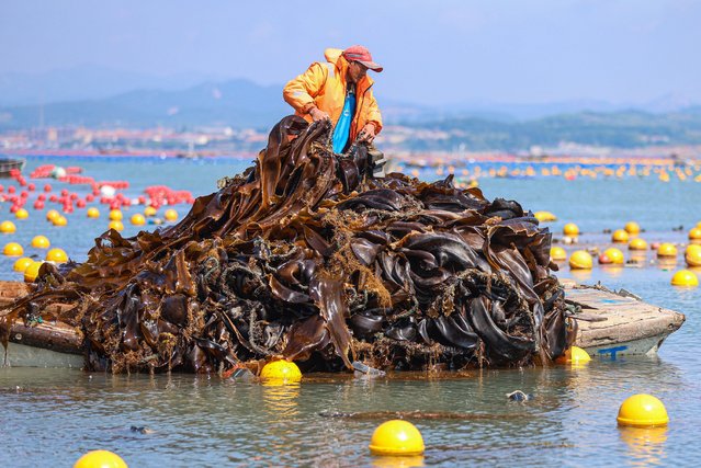 A worker harvests kelp in Lidao Township of Rongcheng City, east China's Shandong Province on July 3, 2024. Nearly 90 percent of the 150,000 mu (about 10,000 hectares) of kelp in Rongcheng City have been harvested so far. The annual output is expected to reach 1.7 million tonnes. (Photo by Li Xinjun/Xinhua/Alamy Live News)