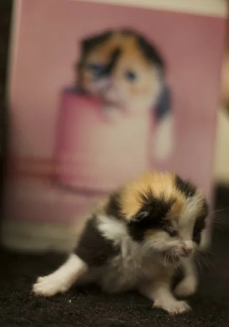 Meet Memebon – The Cutest Kitten In The World