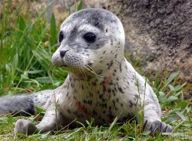 Newborn baby seal Conchita is seen at the Boudewijn Seapark in Bruges, on May 12, 2014. The baby seal is most likely female and is named after Austria’s “bearded lady” Conchita Wurst, who won the Eurovision Song Contest Saturday. (Photo by AFP Photo/Boudewijn Seapark Animal Park)