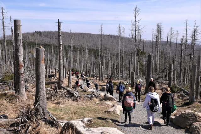 Tourists walk among dead trees in the devastated Harz forest on April 10, 2023 near Wernigerode, Germany. Two-thirds of the trees in the forest are now confirmed to have died, mostly due to an infestation of the bark beetle made worse by climate change, as persistent years of dry weather have weakened many trees. The regional forestry service is planting saplings but reforestation efforts will take years. (Photo by Sean Gallup/Getty Images)