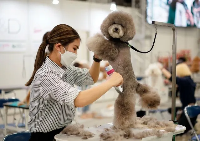 A dog groomer participates in a contest at the “Interpets” international pet fair in Tokyo, Japan, 31 March 2022. (Photo by Franck Robichon/EPA/EFE)